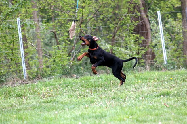Dobergaarden Forever TomTom