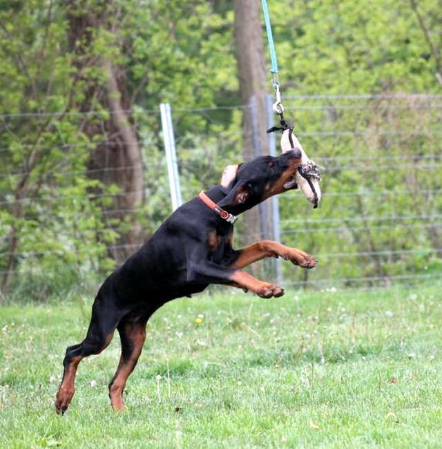 Dobergaarden Forever TomTom