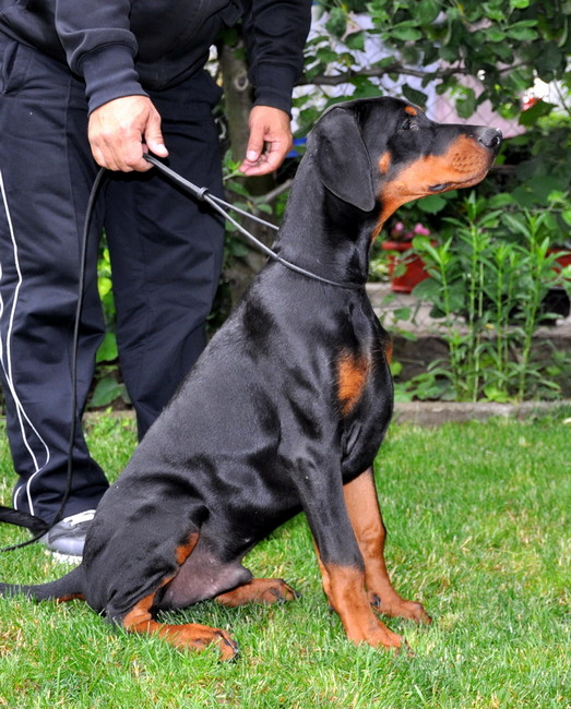 Dobergaarden Forever TomTom