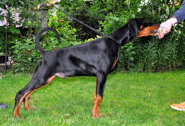Dobergaarden Forever TomTom